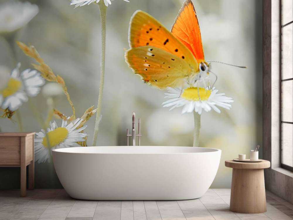 Madeliefjes en oranje vlinder