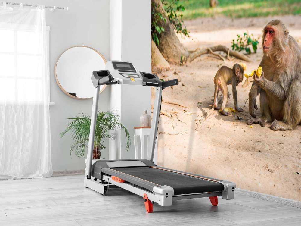 Moeder aap geeft haar kindje te eten