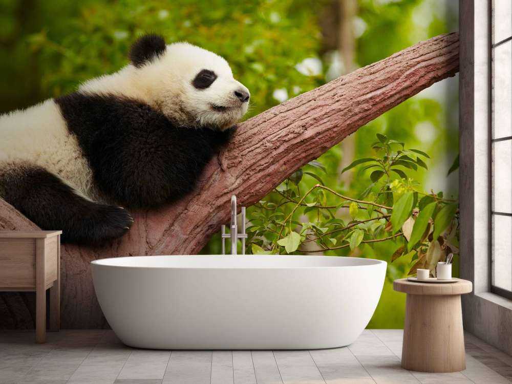 Slapende panda in een boom