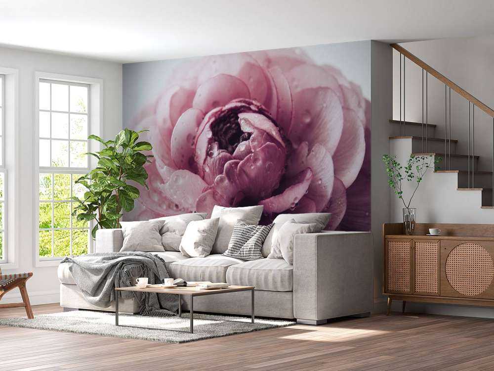 Roze boterbloem close-up