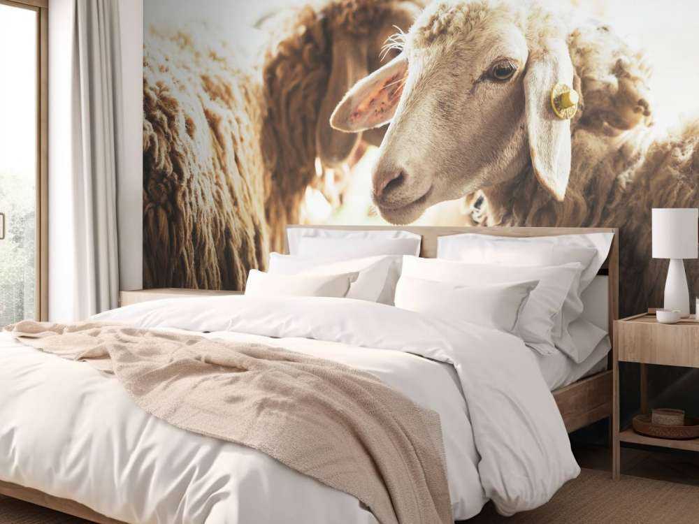 Schapen in de stalling