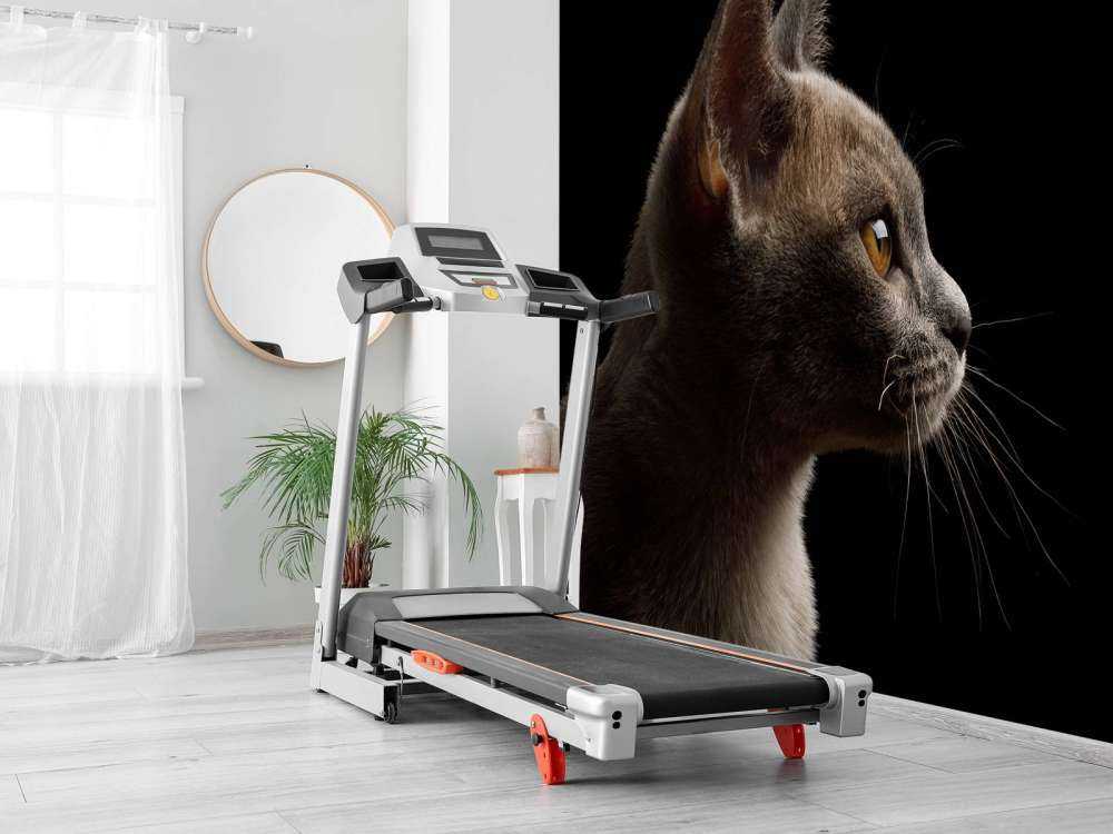 Schattig katje met een zwarte achtergrond