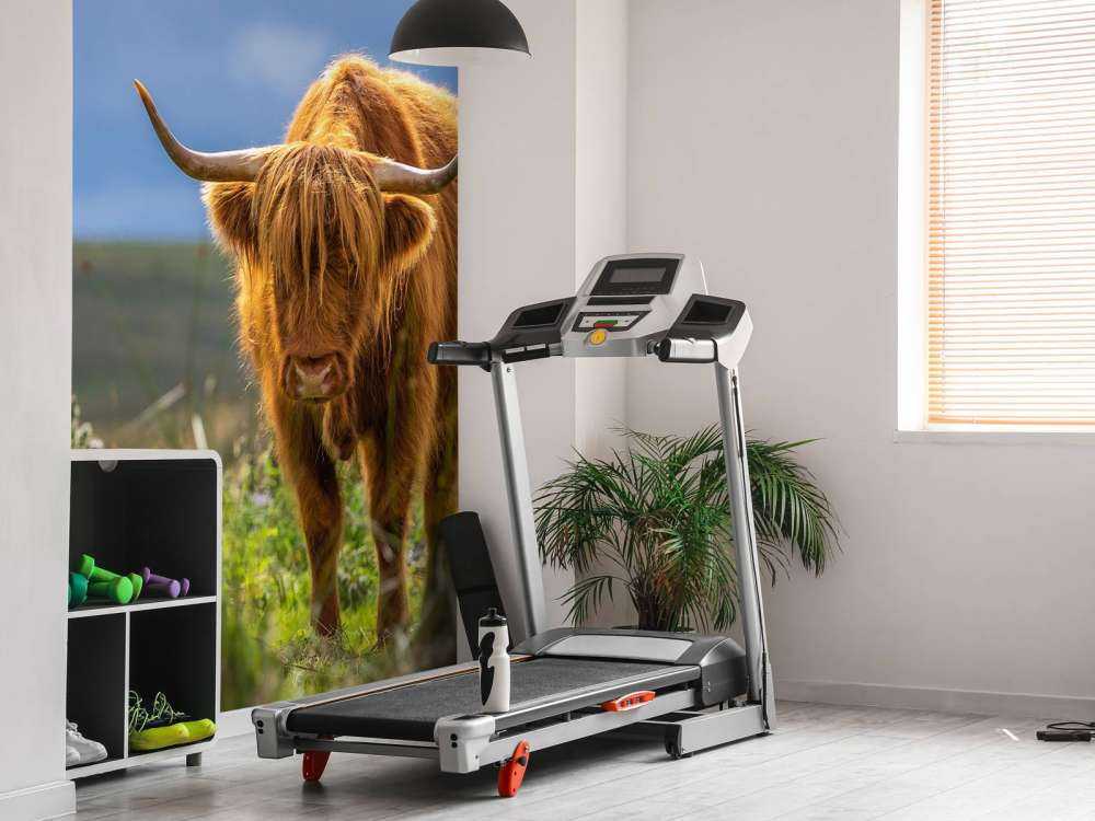 Hooglander in de weide