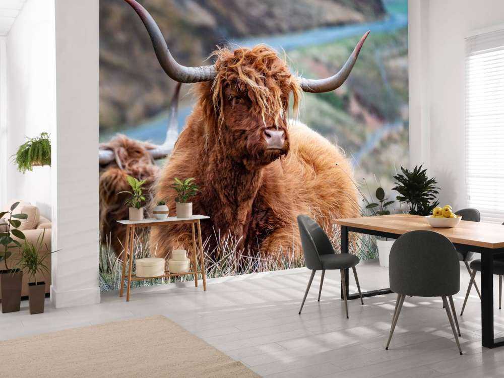 Schotse Hooglanders in het gras