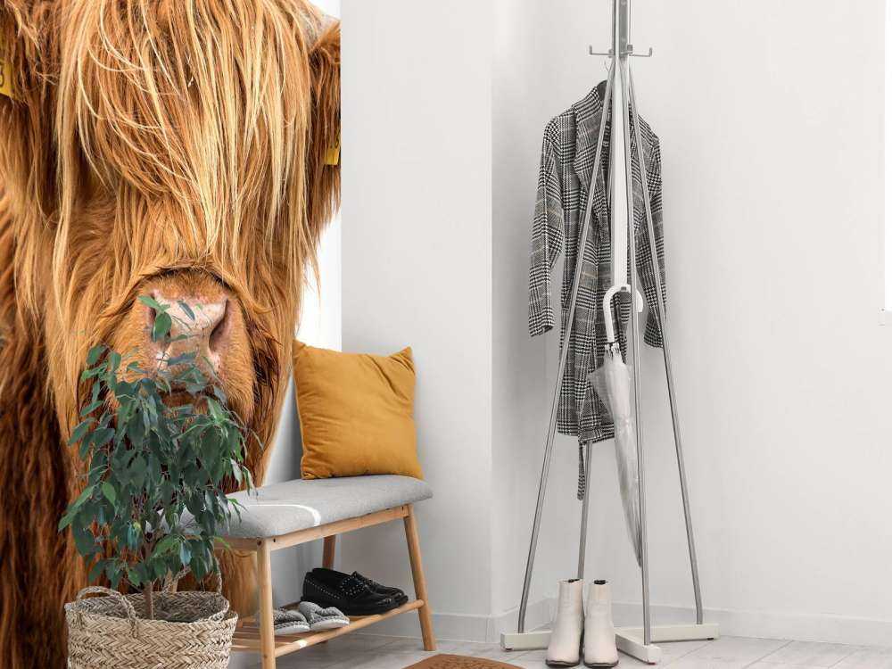 Schotse Hooglander met een witte achtergrond