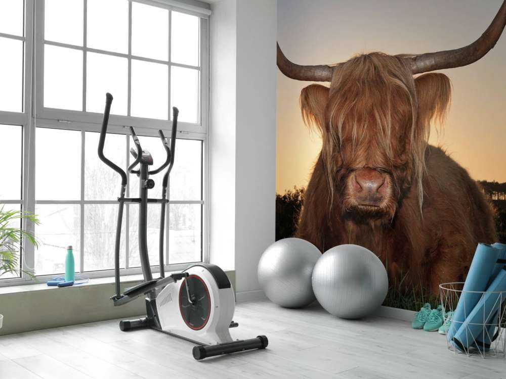 Schotse Hooglander in het gras bij zonsondergang