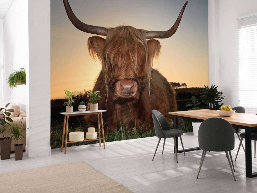 Schotse Hooglander in het gras bij zonsondergang