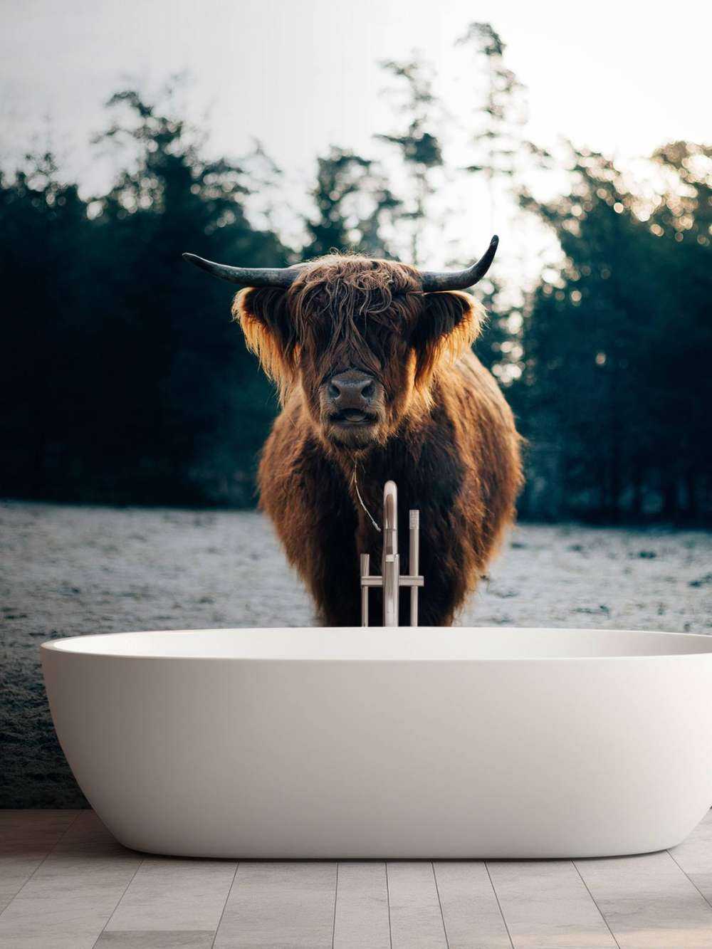 Schotse hooglander in de ochtendzon