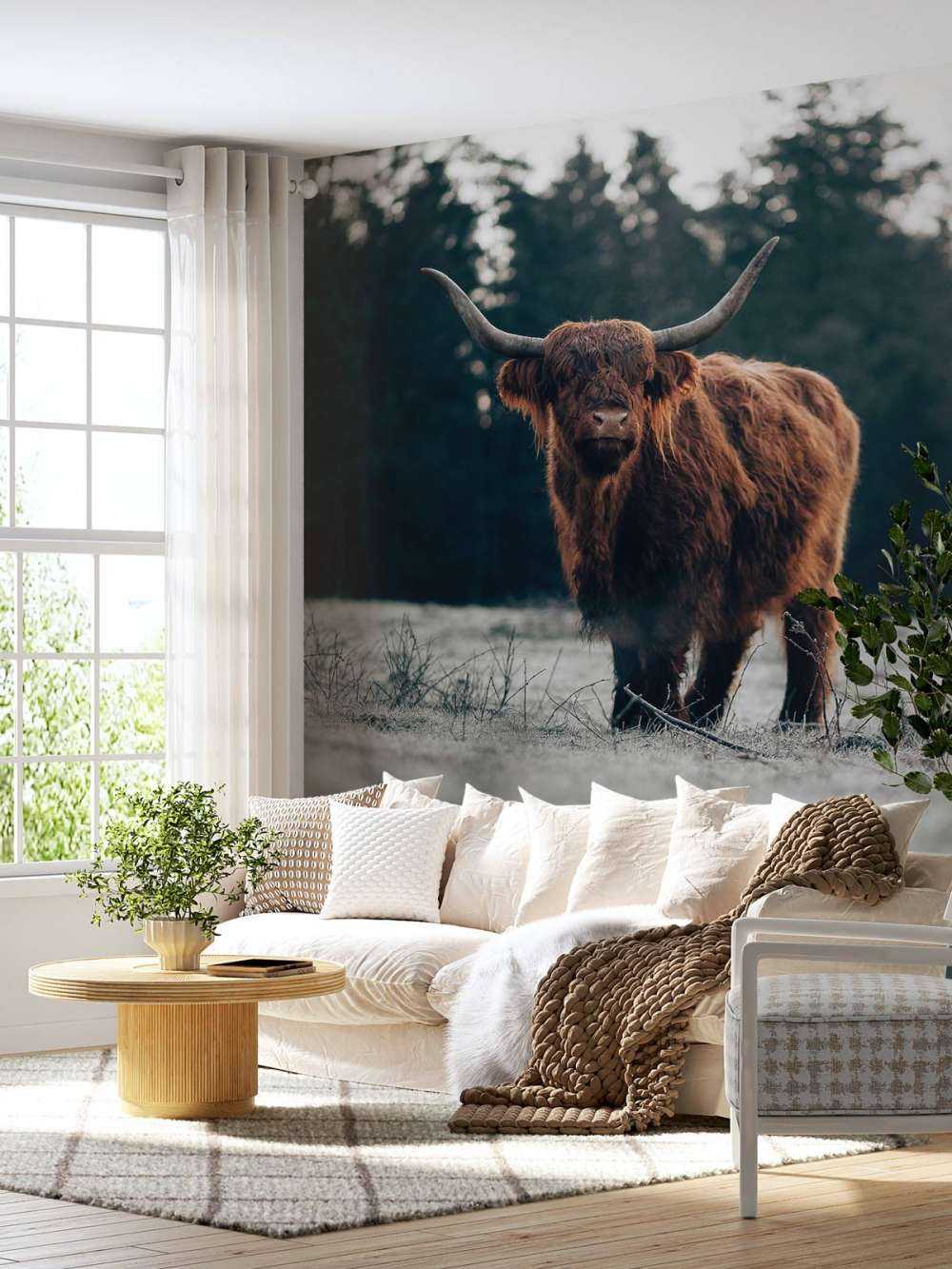 Oude schotse hooglander