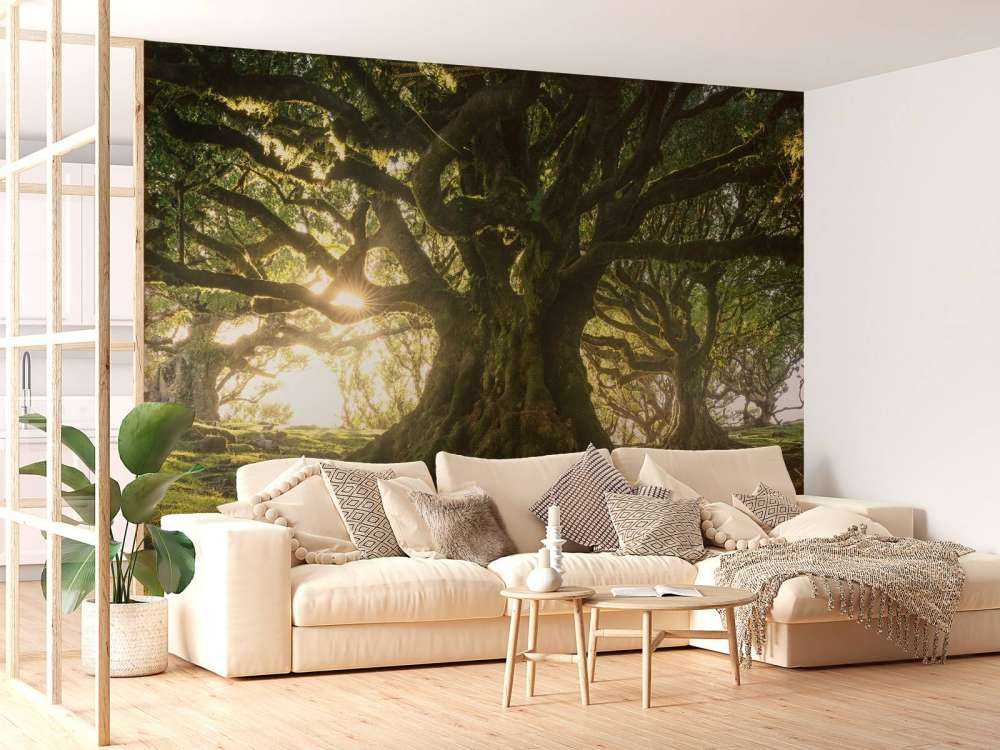 Betoverd Woud in Zonlicht