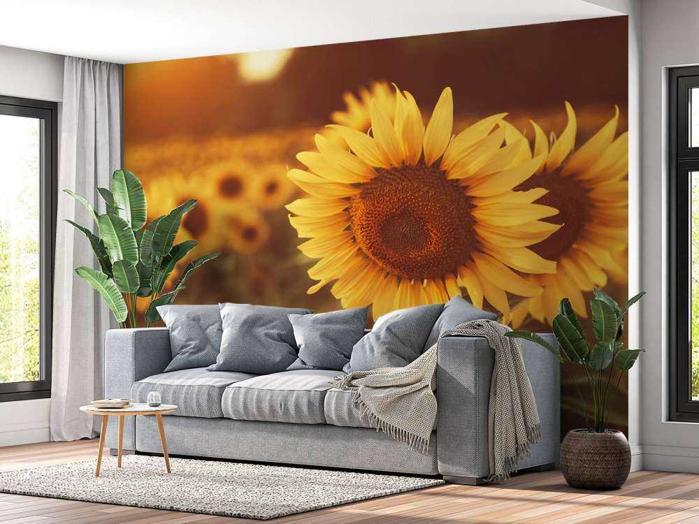 Zonnebloemen in zonlicht