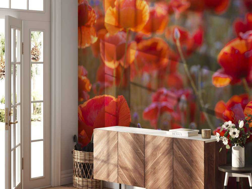 Klaprozen en korenbloemen