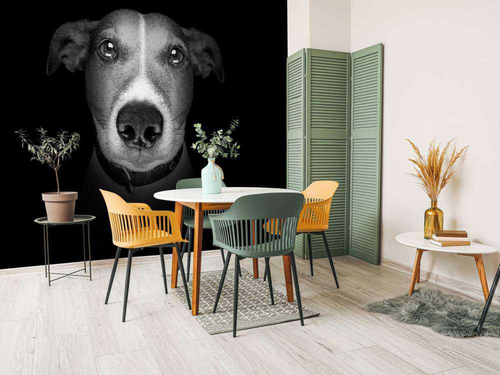 Jack Russel met een zwarte achtergrond