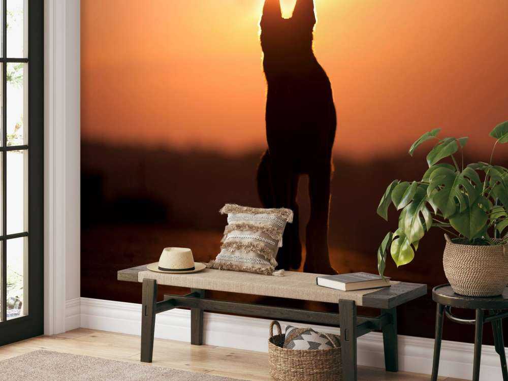 Hond bij zonsondergang