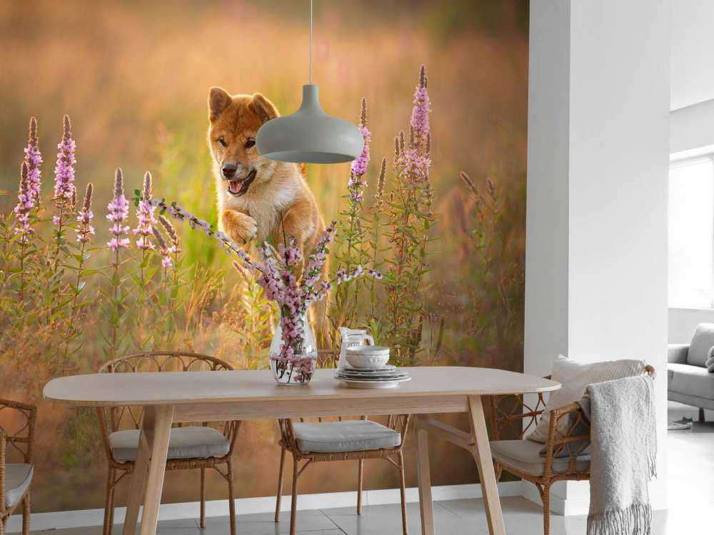 Shiba Inu in het veld