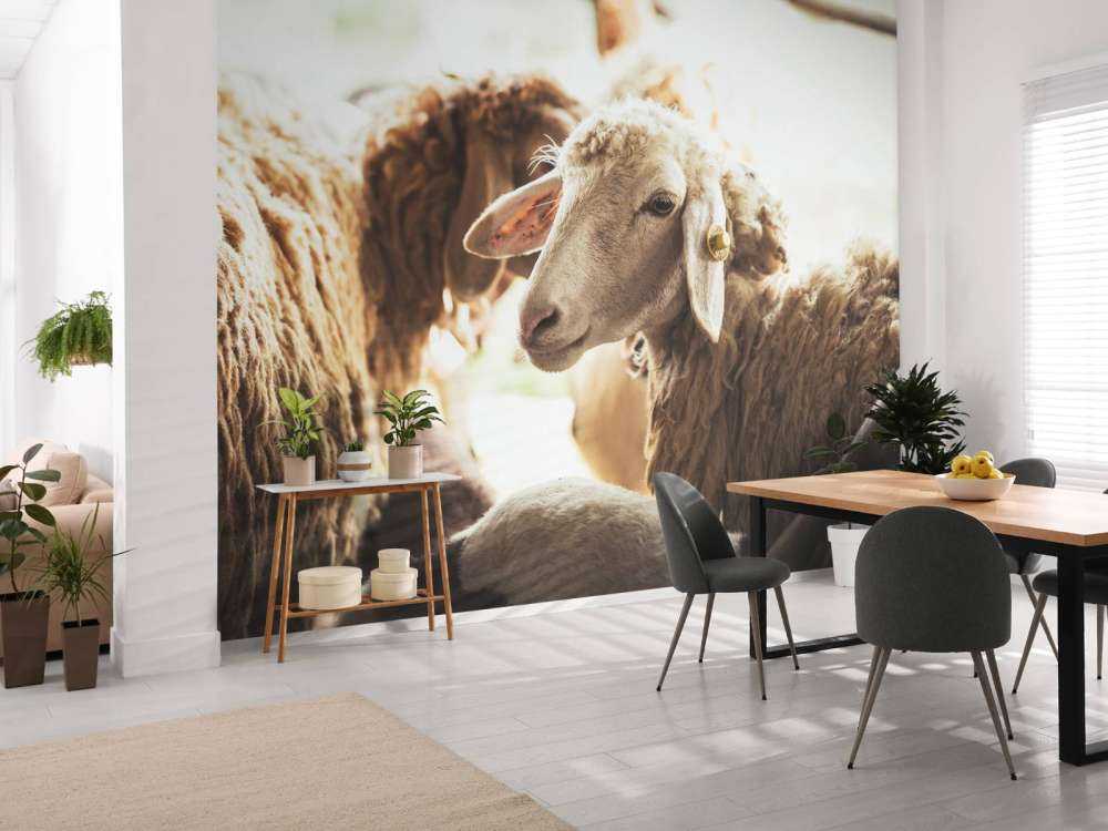 Schapen in de stalling