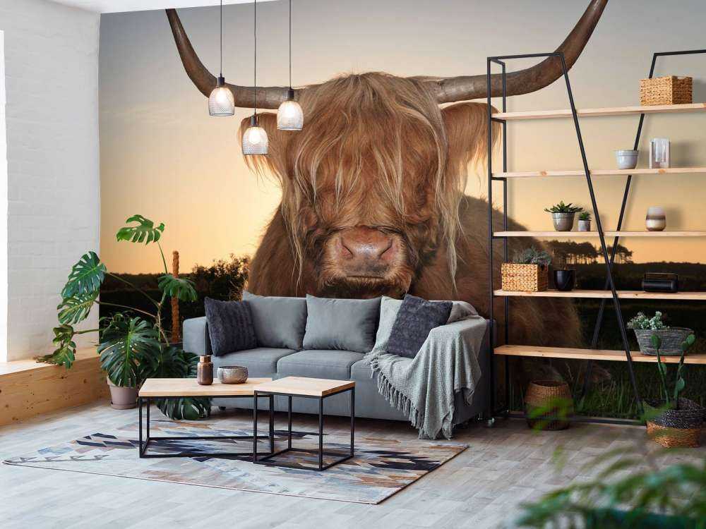 Schotse Hooglander in het gras bij zonsondergang