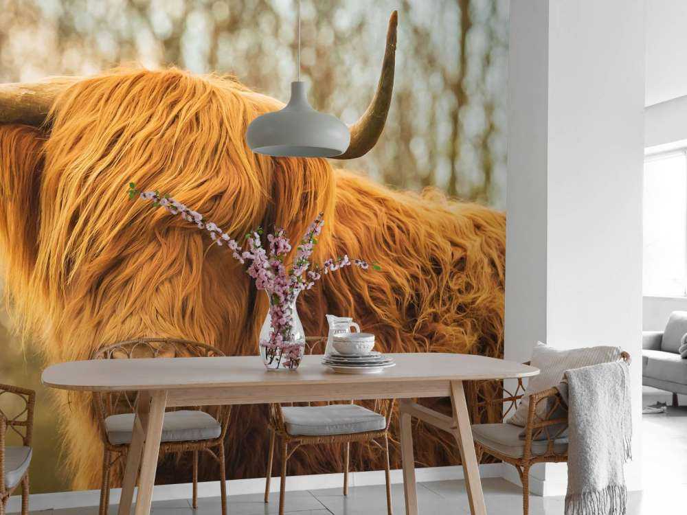 Schotse Hooglander bij zonsopkomst