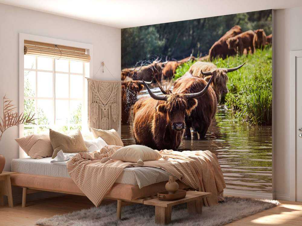 Schotse Hooglanders in het water