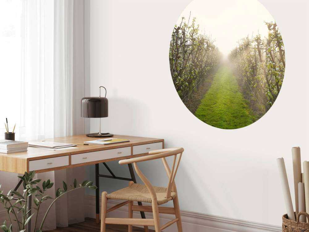 Perenbloesem in mist