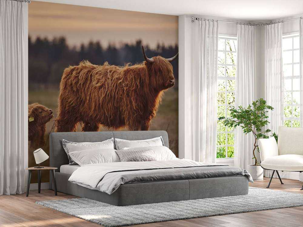 Schotse hooglanders in het weiland
