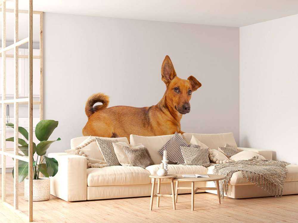 Schattige hond