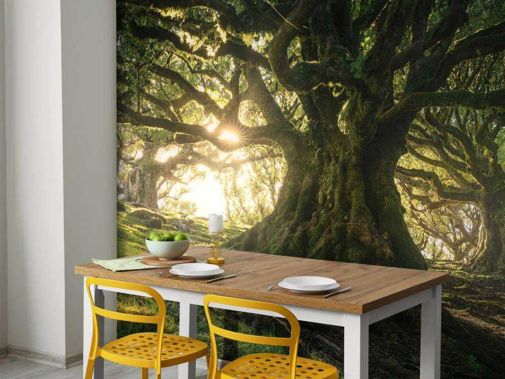 Betoverd Woud in Zonlicht