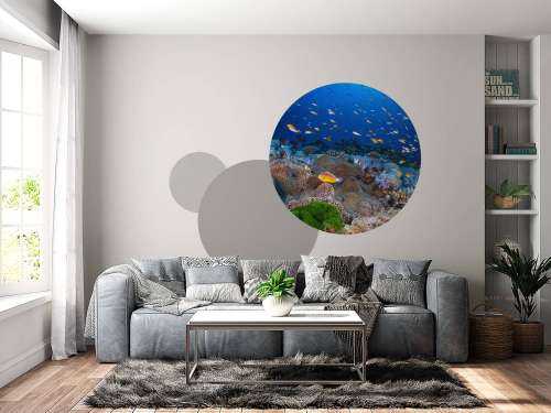 Anemon and Anthias