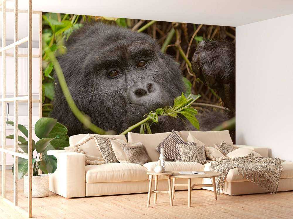 Gorilla tussen de takken