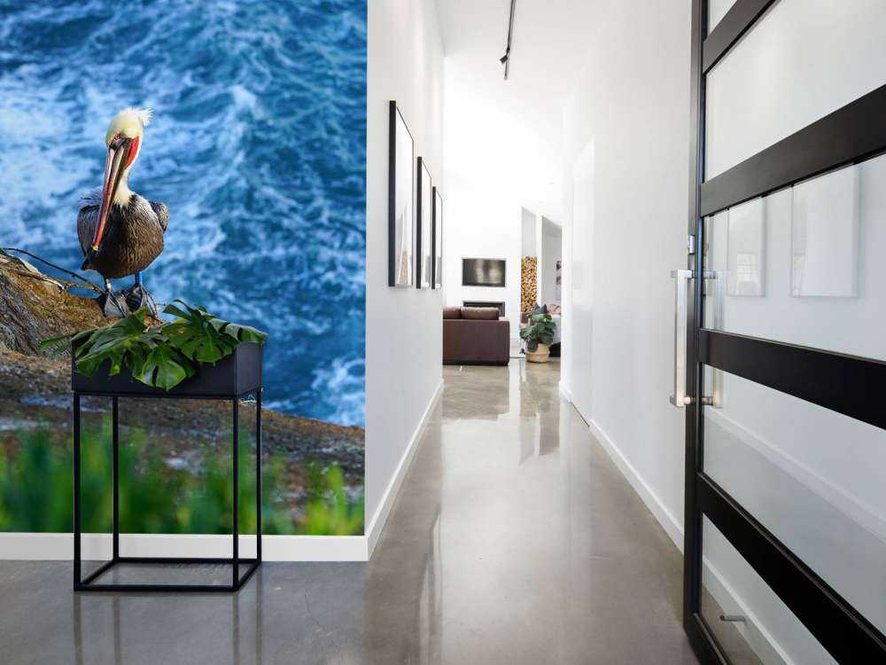 Californische pelikanen