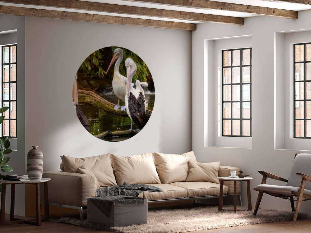 Australische pelikanen