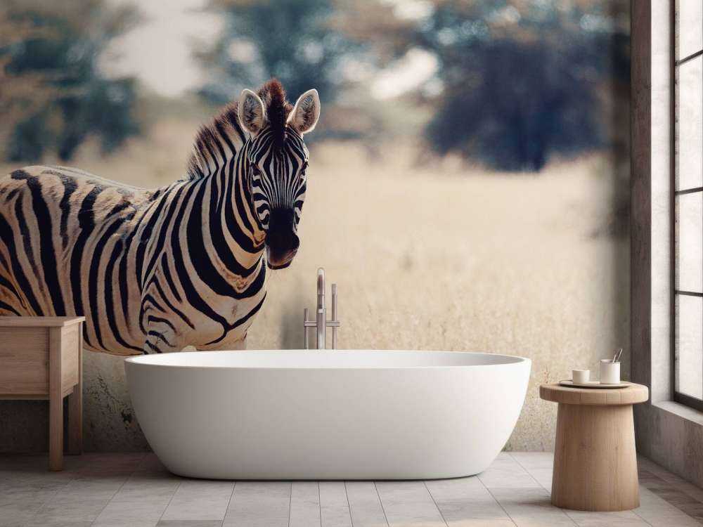 Zebra in het wild