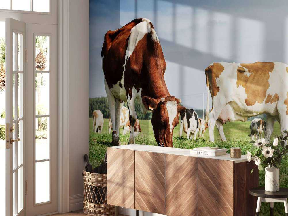 Bruin Witte Koeien aan het grazen in de weide