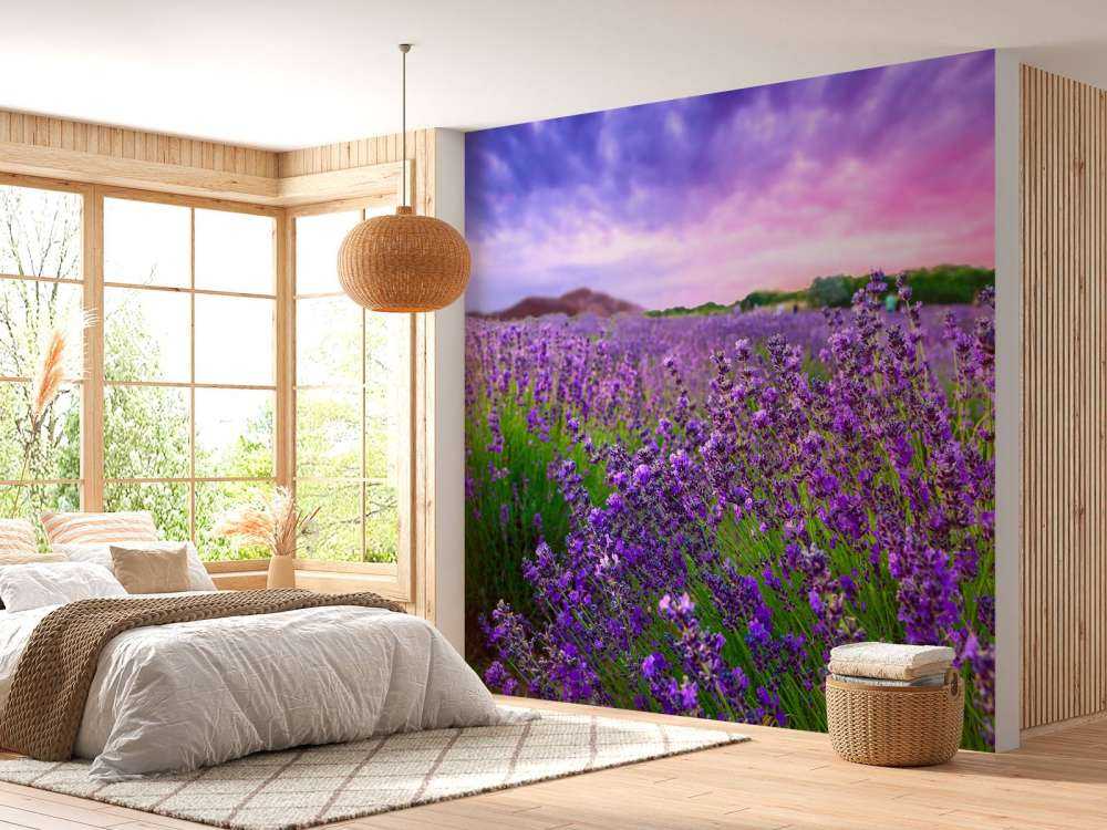 Lavendel met zonsondergang