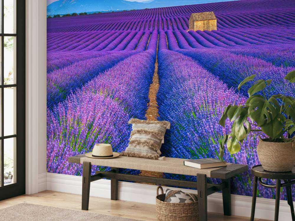 Prachtig bloemenveld van lavendel