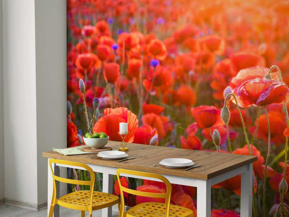 Klaprozen close-up bij zonsondergang