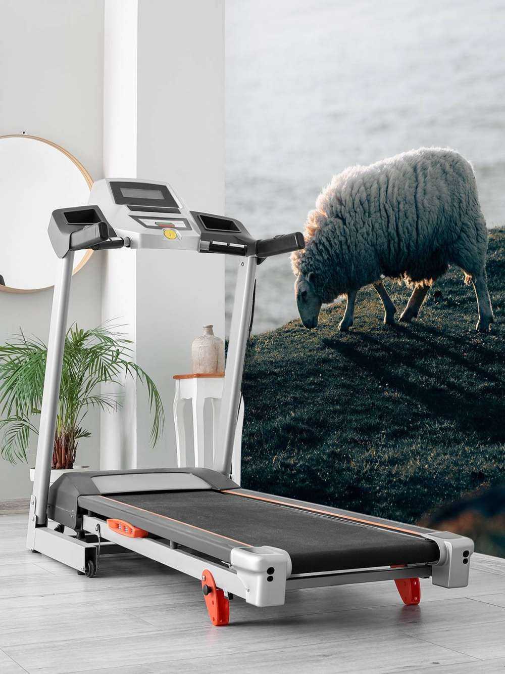 Grazend schaap