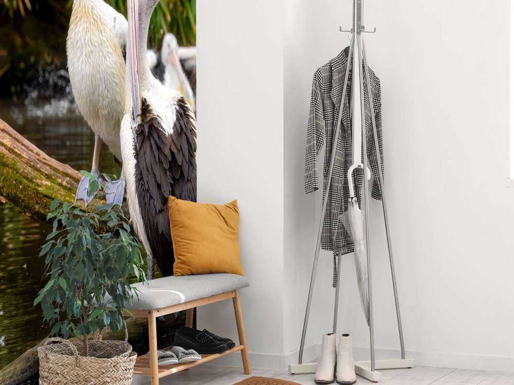 Australische pelikanen