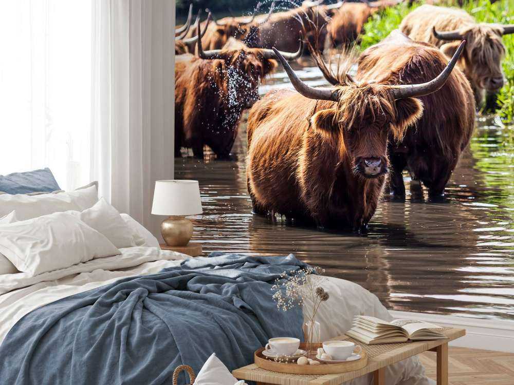 Schotse Hooglanders in het water