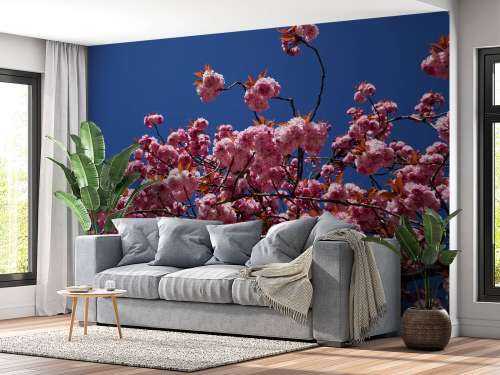Roze bloesem met blauwe lucht