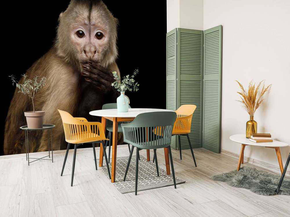 Kapucijnaap met een zwarte achtergrond