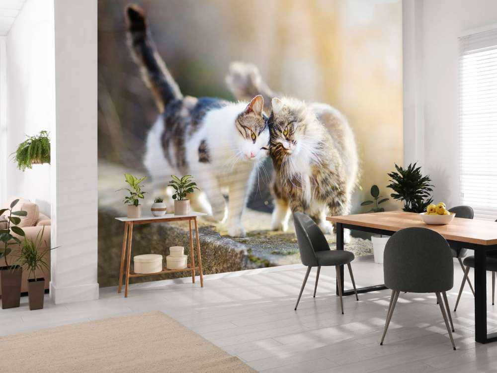 Twee schattige katjes