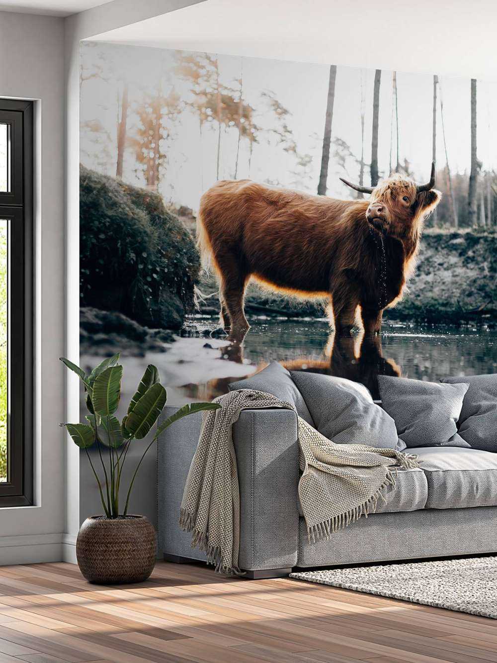 Schotse hooglander in het water