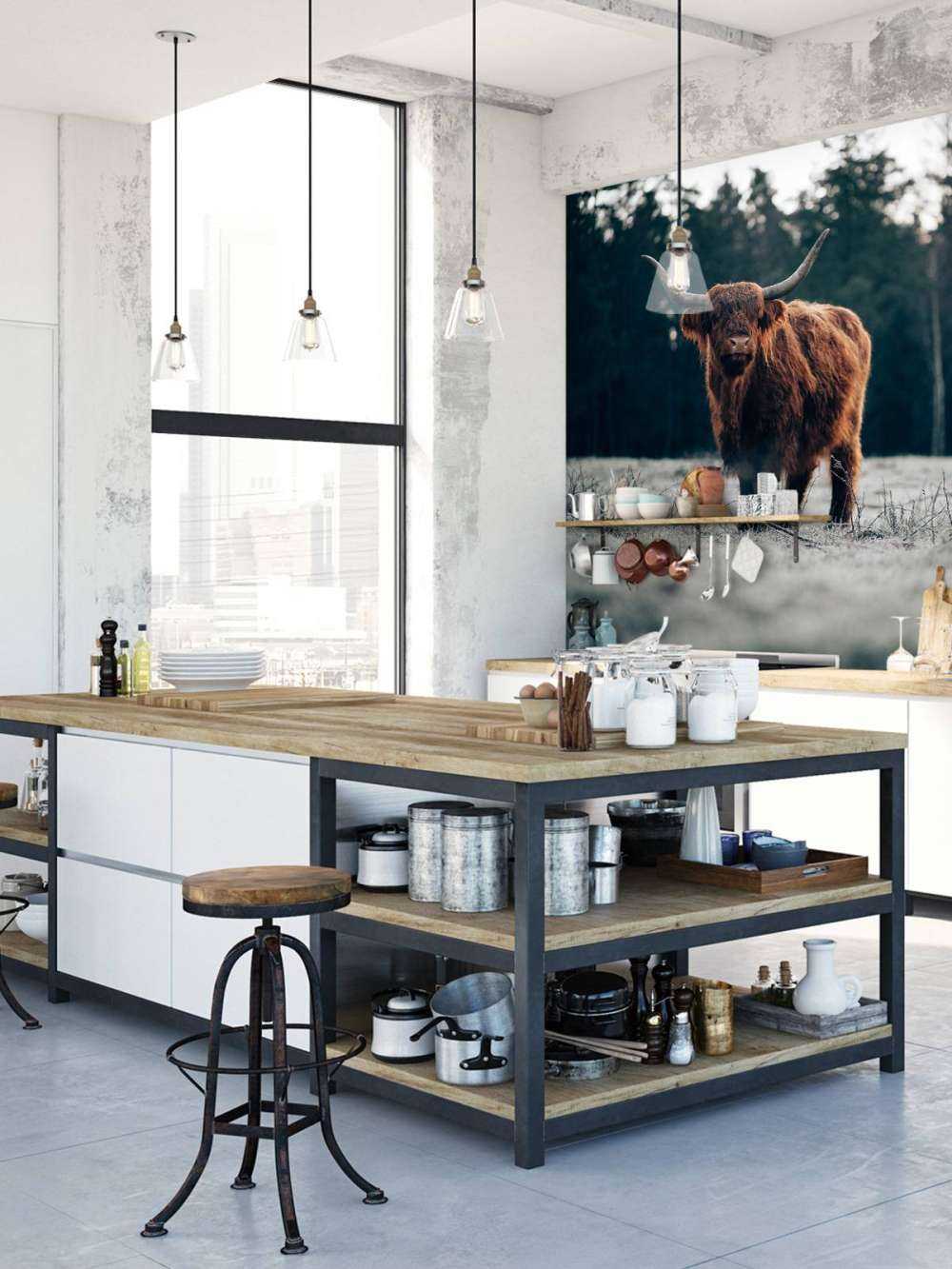 Oude schotse hooglander