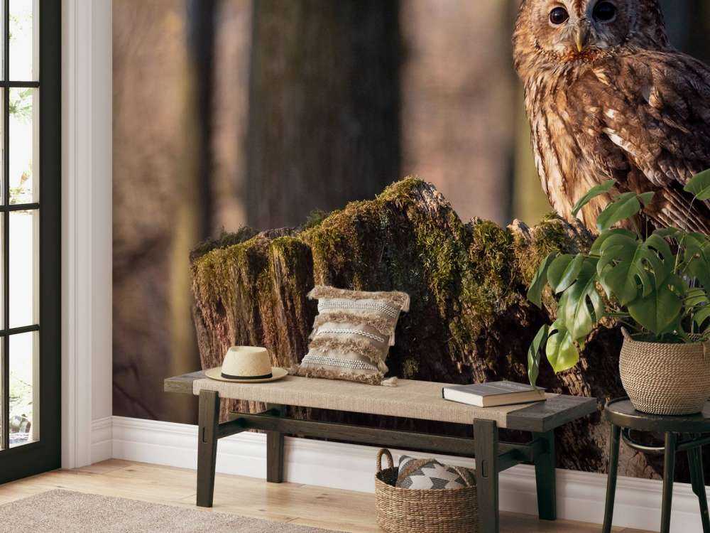 Uiltje op een afgebroken boom