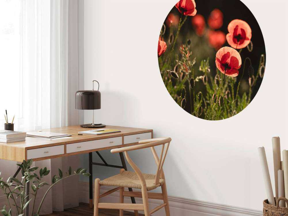 Dansende Klaprozen in Zonlicht