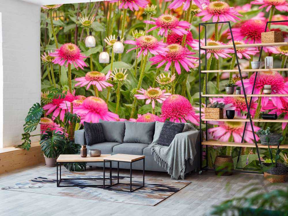 Coneflowers in garden