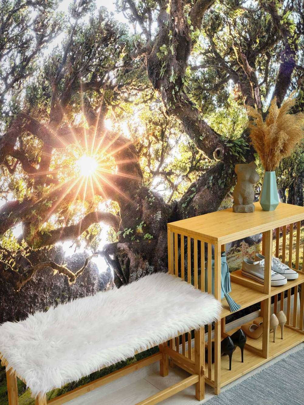 Zonlicht door oeroude boomkronen