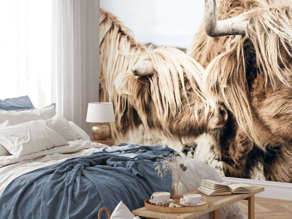 Twee Schotse hooglanders