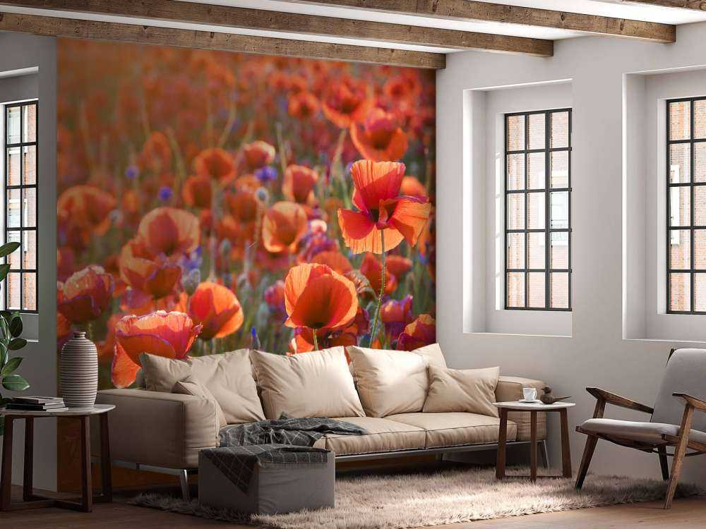 Klaprozen in het avondlicht